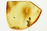 Detailed Fossil Leafhopper (Cicadellidae) Nymph In Baltic Amber #335816-1